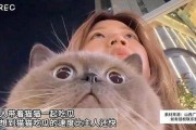 娱乐吃瓜猫原声,揭秘娱乐圈幕后故事